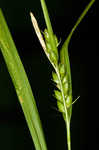 Inflated narrow-leaf sedge